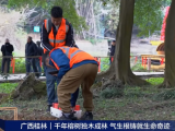 央視報道 | 守護千年古榕，TRU樹木雷達為陽朔榕樹開啟“無損體檢”新時代！